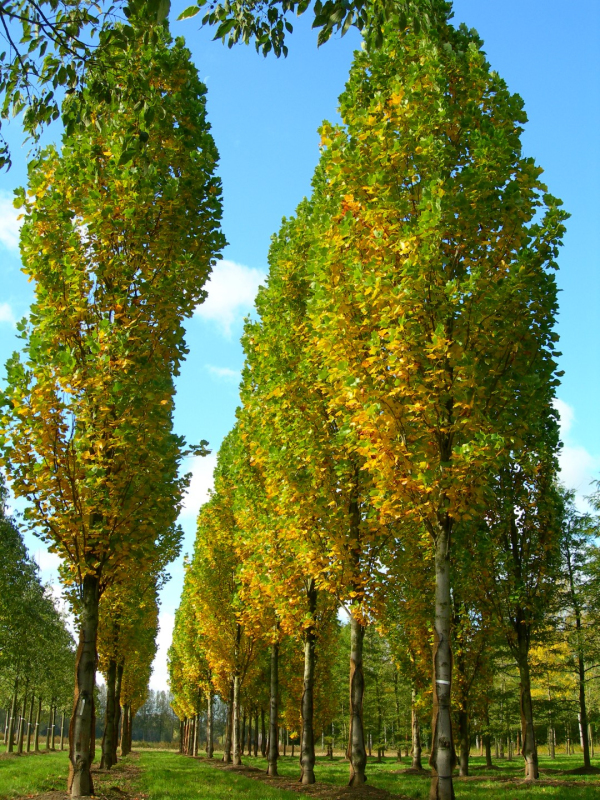Ľaliovník tulipánokvetý  (Liriodendron tulipifera) kmienok 140cm