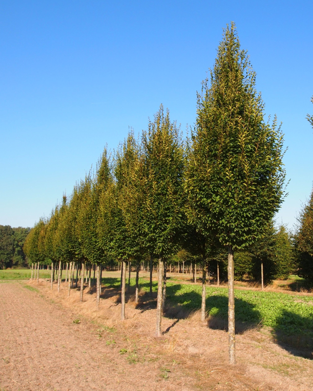 Hrab obyčajný ´Pyramidalis´