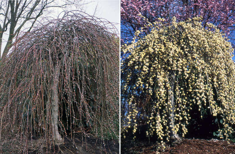 Vŕba vysoká previslá ´Kilmarnock´ na kmienku 80cm