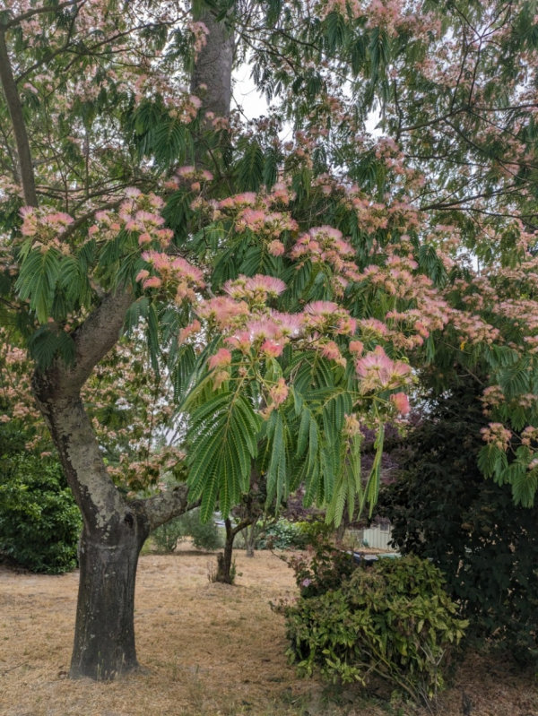 Albízia ružová 125 - 150cm