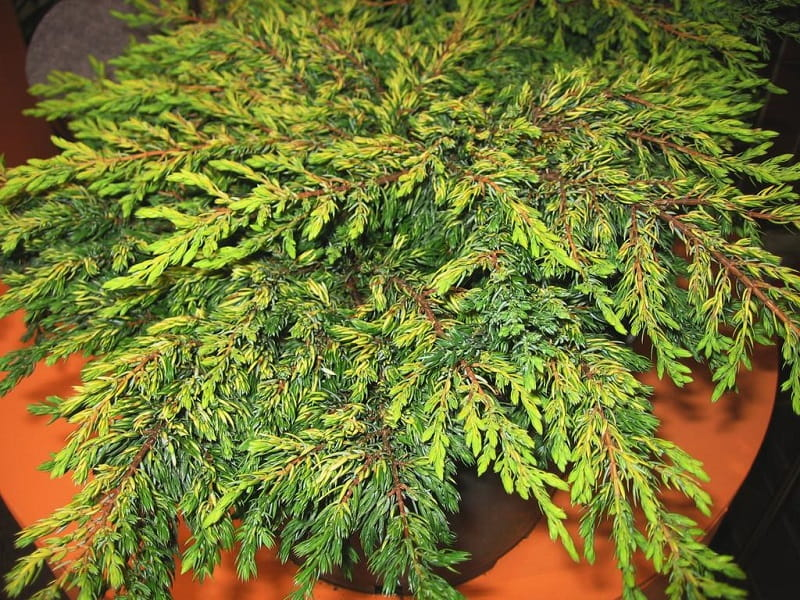 Borievka obyčajná "Goldschatz"