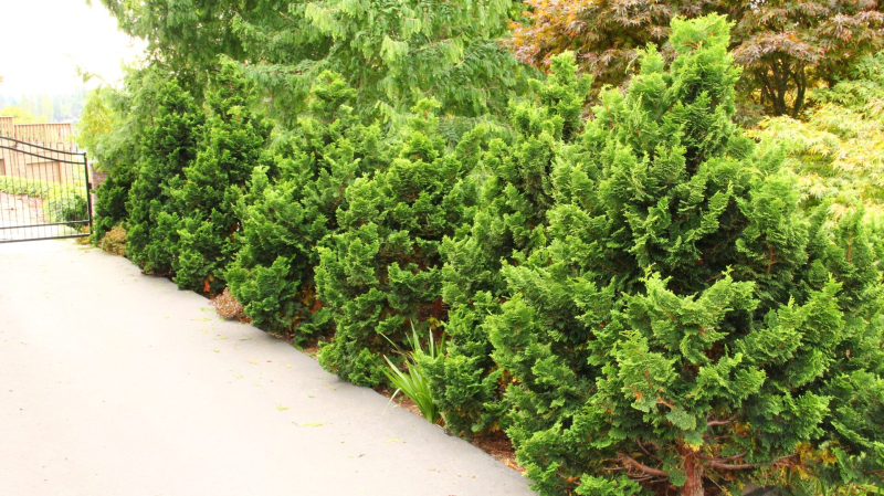 Cypruštek tupolistý "NANA GRACILIS"