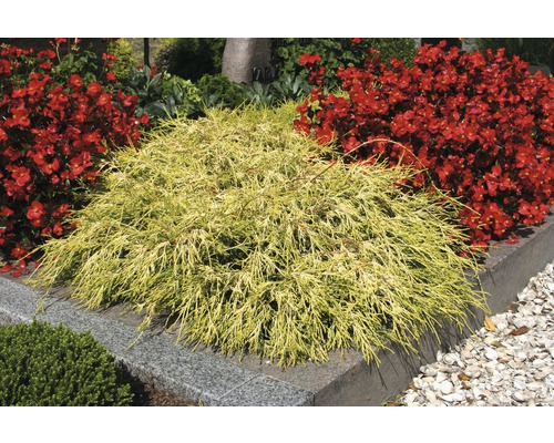 Cypruštek hrachonosný "Sungold"