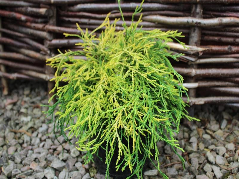 Cypruštek hrachonosný "Sungold"