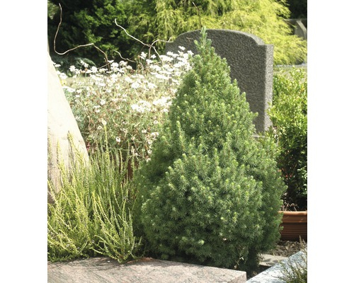 Smrek biely ´Conica´