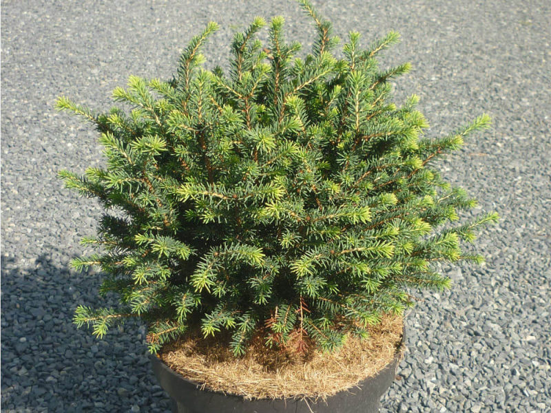 Smrek balkánsky ´Karel´