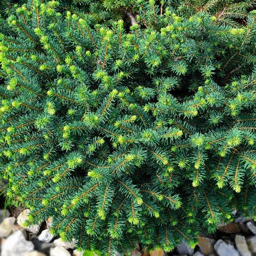 Smrek balkánsky ´Karel´