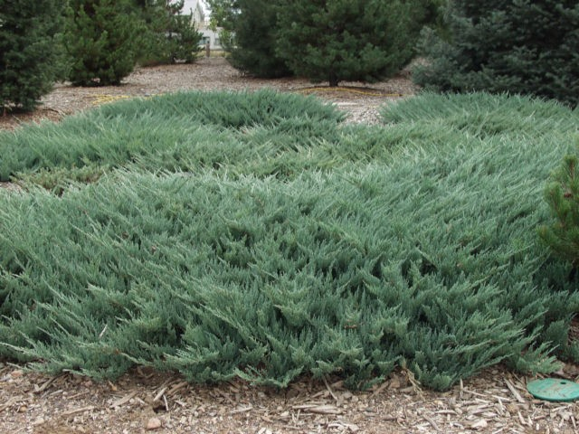 Borievka rozprestretá ´Blue Chip´