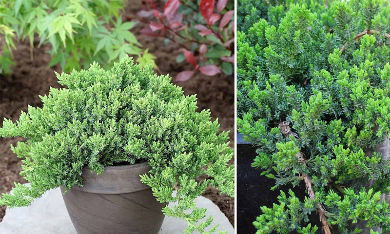 Borievka šupinatá "Dream Joy"