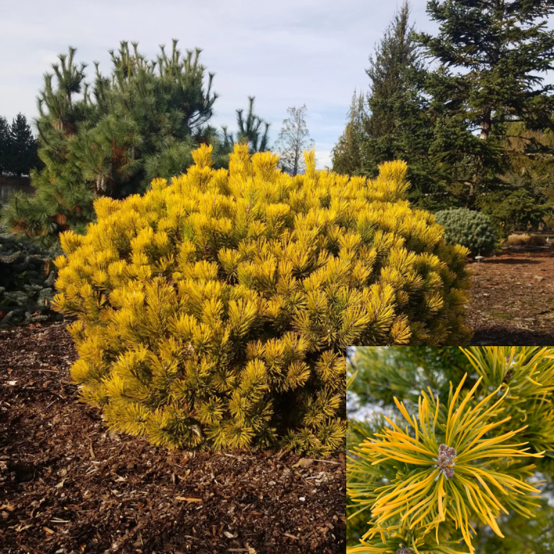 Borovica horská ´Wintergold´