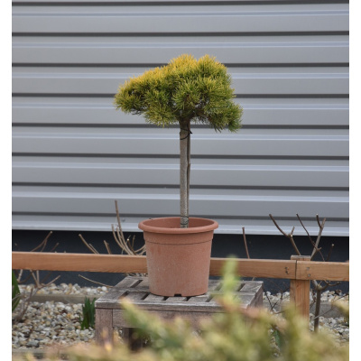 Borovica horská ´Carsten´s Wintergold´ stromčeková