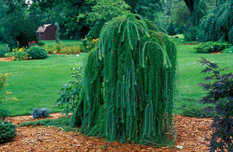 Smrekovec opadavý (japonský) ´Varley Pendula´ na kmienku