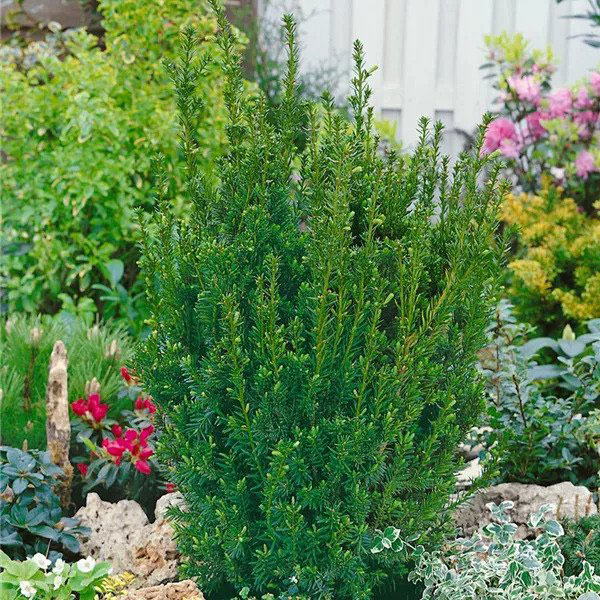 Tis prostredný ´Hillii´