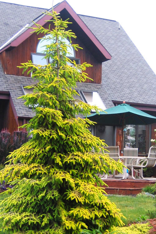 Smrek východný ´Golden Start´