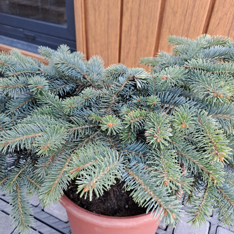 Smrek pichľavý ´Nidiformis Kalouš´