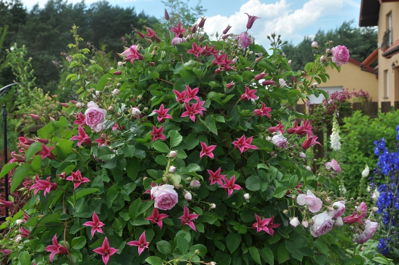 Plamienok ´Happy Diana´