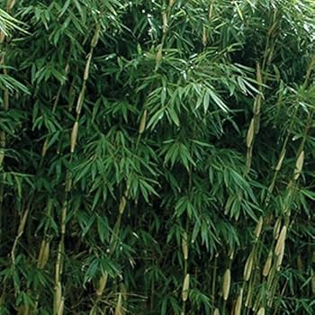 Bambus ´Fargesia Robusta Pingwu´