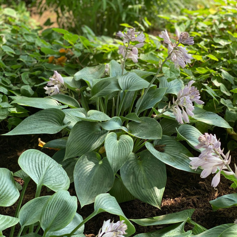 Hosta  ´Halcyon´