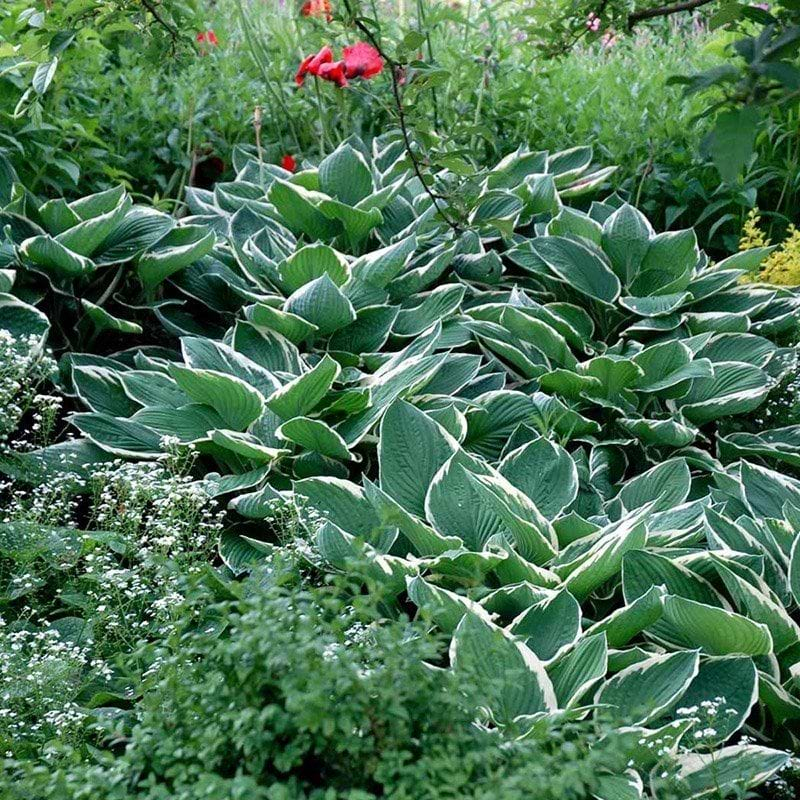Hosta  ´Francee´