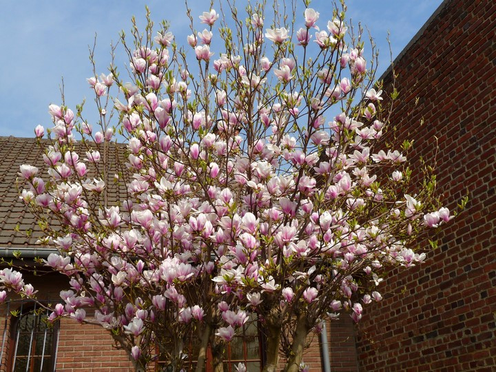 Magnólia ´Festirose´