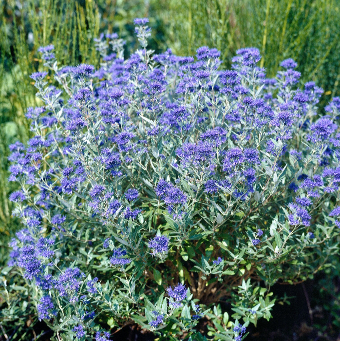 Bradavec klandonský "HEAVENLY BLUE" 9x9