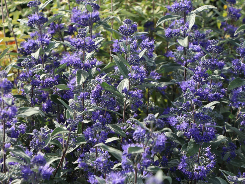 Bradavec klandonský "HEAVENLY BLUE" 9x9