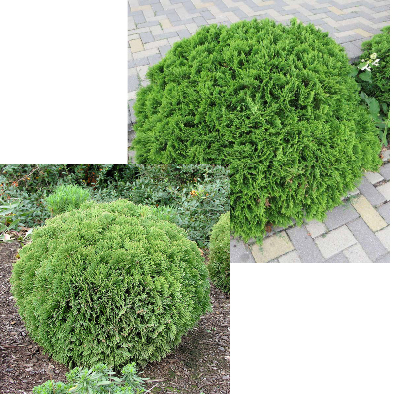 Tuja západná ´Danica´