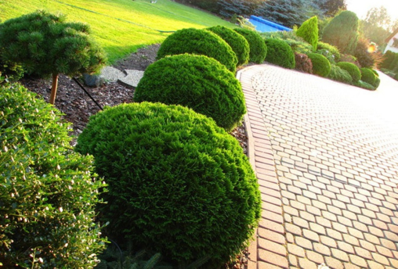 Tuja západná ´Danica´