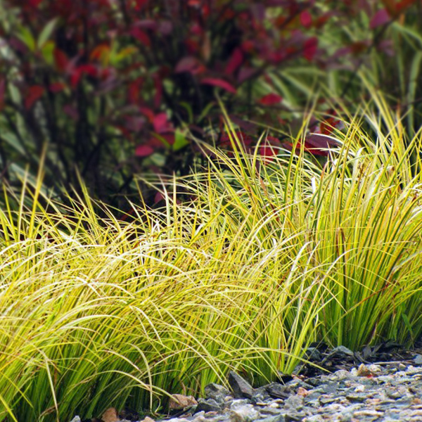 Puškvorec trávolistý ´Golden Delight´ 9x9