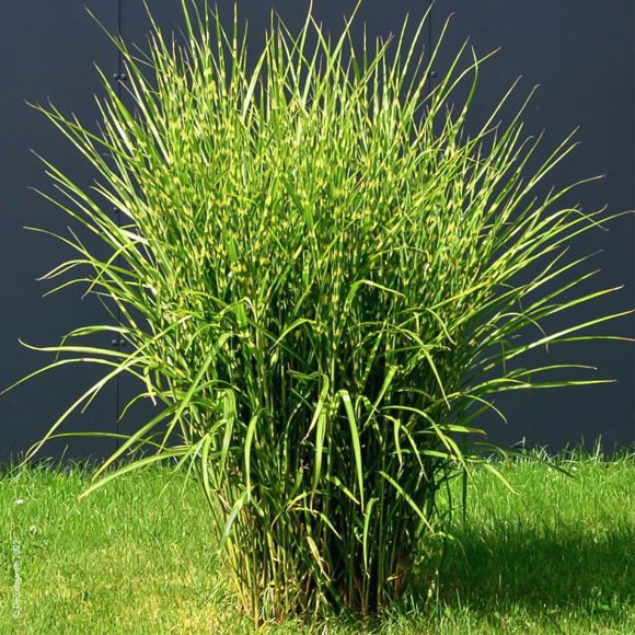 Ozdobnica čínska ’Zebrinus’