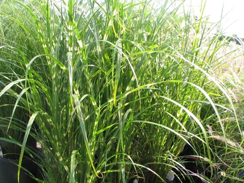 Ozdobnica čínska ’Zebrinus’