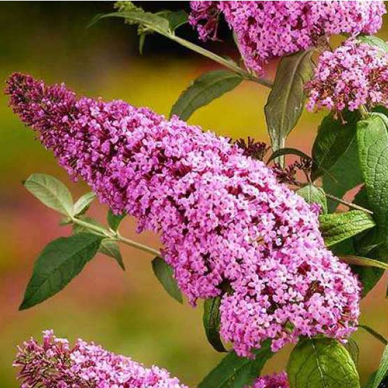 Budleja davidii ’Pink Delight’ 9x9