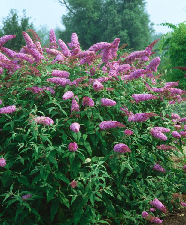 Budleja davidii ’Pink Delight’ 9x9