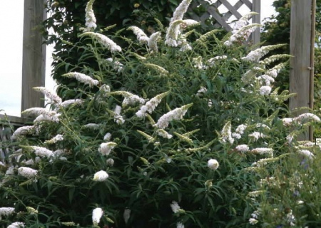 Budleja davidii ’White Profusion´