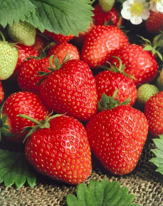 Jahoda ´Wendy´  skorá odroda