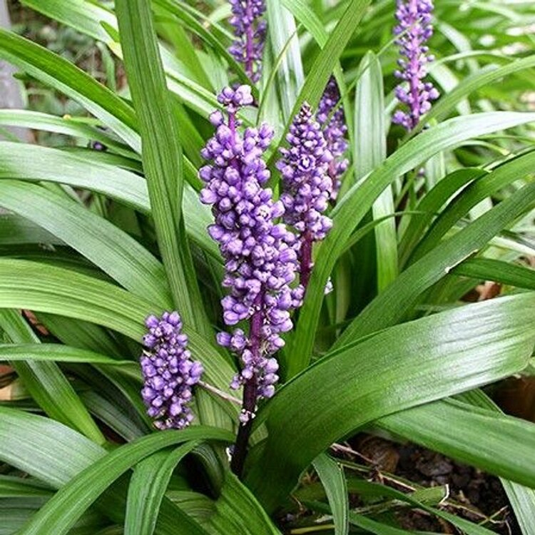 Liriopa modrincová ´Royal Purple´