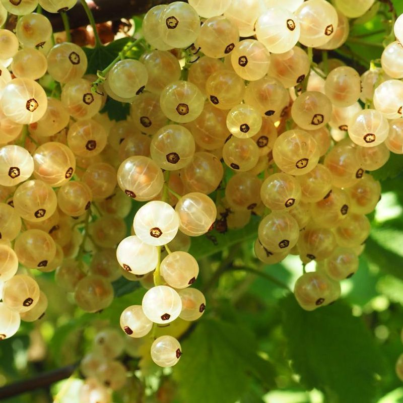 Ríbezľa biela "Biely versaillský" STROMČEKOVÁ, kont. 2l