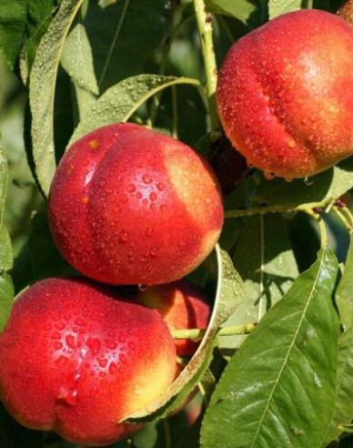 Nektarinka ´Fairline´ poloskorá, podp. GF677, voľnok.