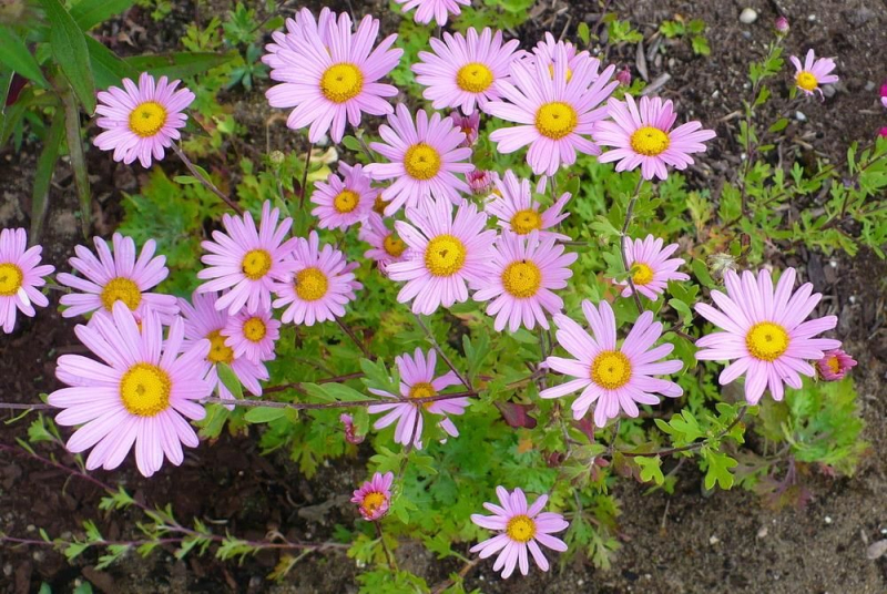 Chryzantéma ´Clara Curtis´