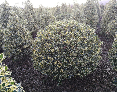 Cezmína ostrolistá ´Variegatum Ball ´