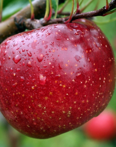 Jabloň ´James Grieve Red´, podp. M9, voľnok.