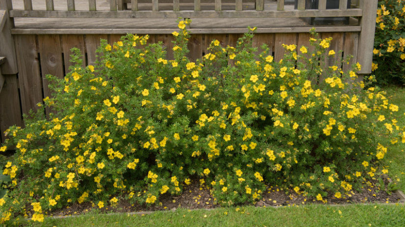 Nátržník krovitý ‘Klondike’