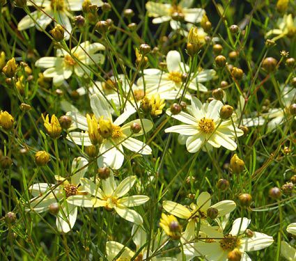 Kráska praslenová ’Moonbeam’