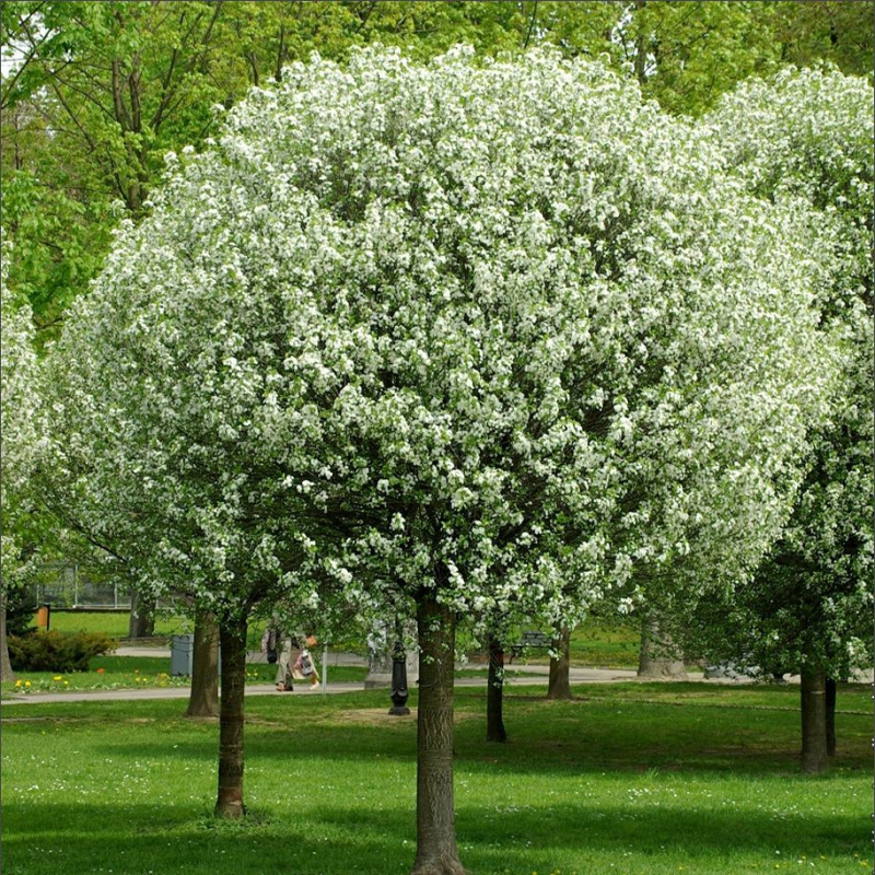 Čerešňa krovitá ´Umbraculifera´ na kmienku 180cm