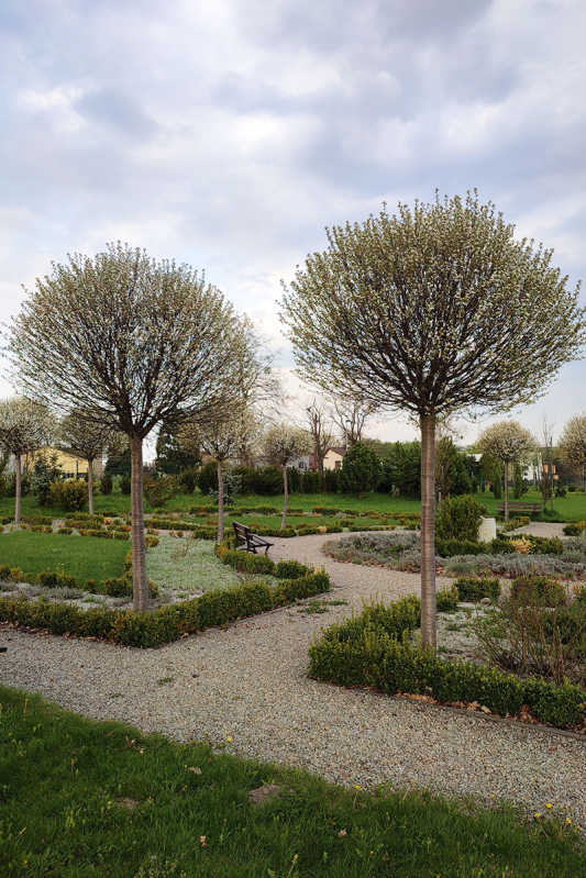 Čerešňa krovitá ´Umbraculifera´ na kmienku 180cm