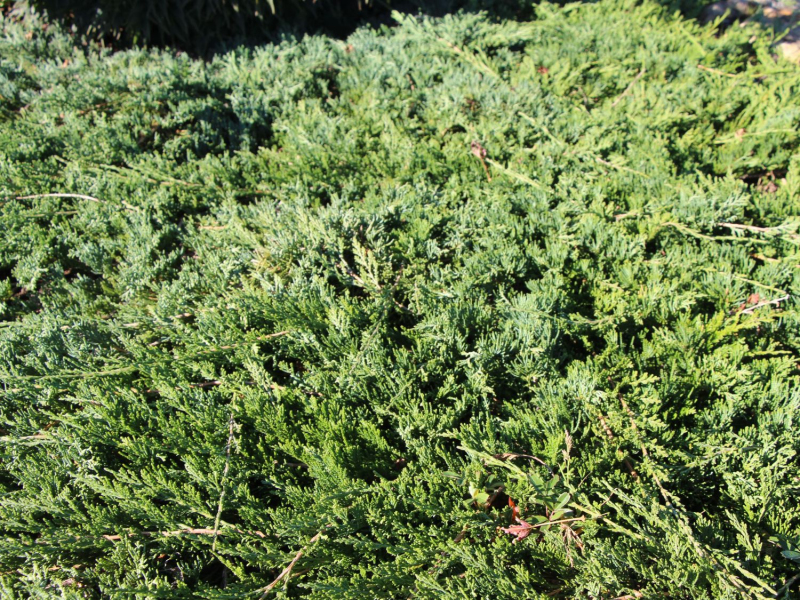 Borievka ´Wiltonii´