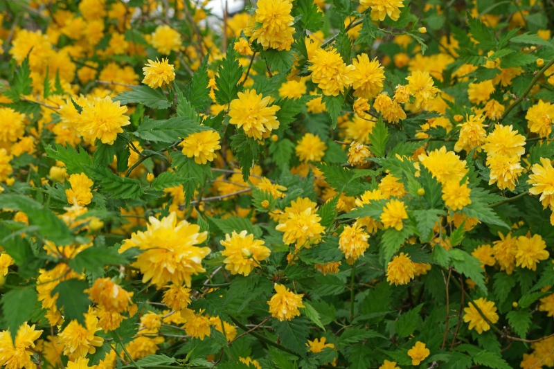 Kéria japonská ´Pleniflora´