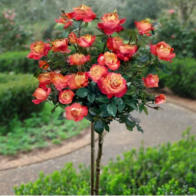 Ruža stromčeková ´Orient Express´