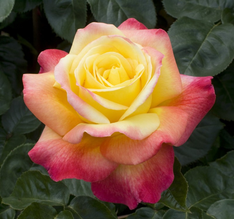 Ruža stromčeková ´Orient Express´