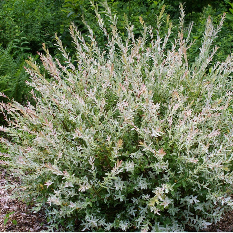 Vŕba japonská ’Hakuro-Nishiki’ KER